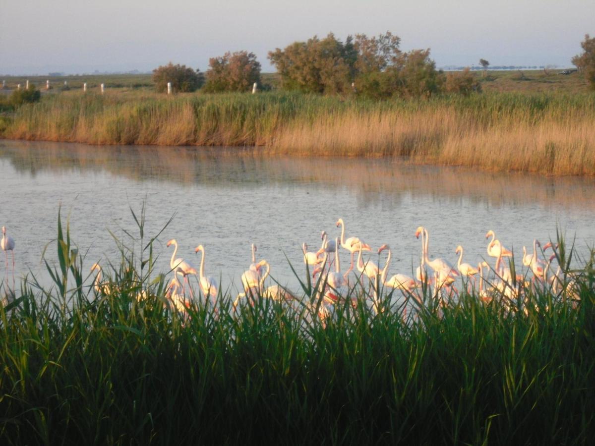 Chambre Les Flamants, Avec Vue Imprenable Sur Les Etangs, Les Oiseaux, La Nature, Petit Dejeuner Compris Saintes-Maries-de-la-Mer Exteriör bild